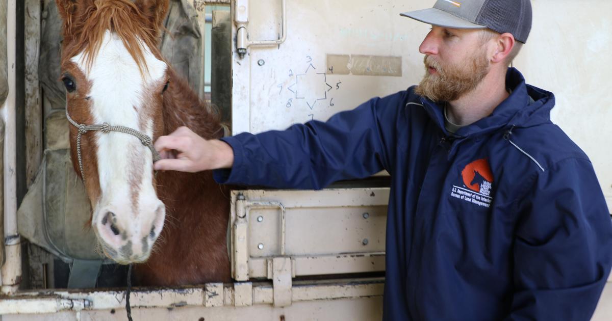 Adopt a wild horse at the Boise OffRange Wild Horse Corrals Bureau